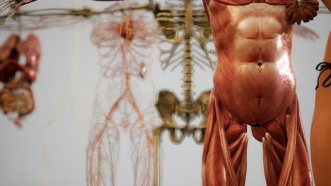 Animated-3D-human-anatomy-illustration